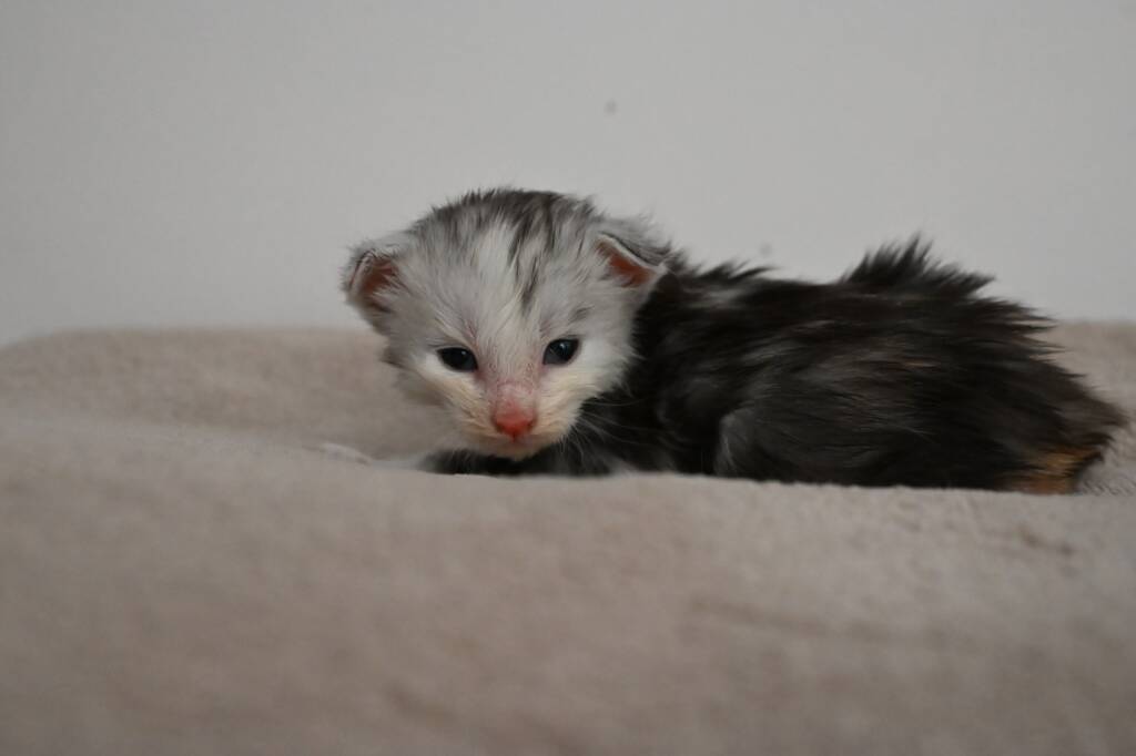 chaton maine coon