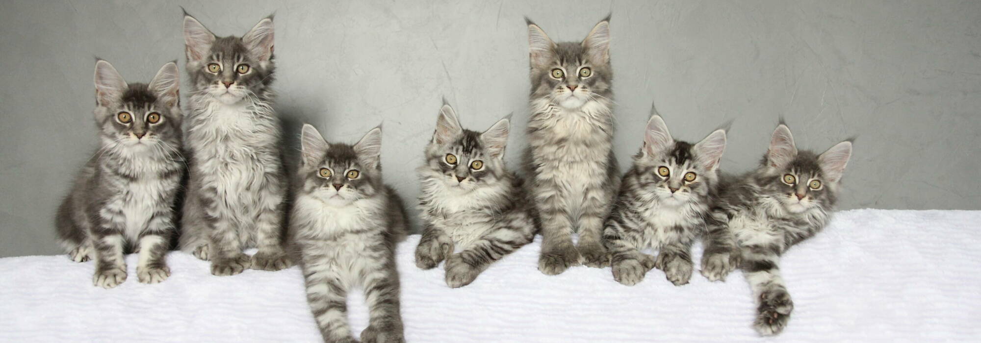 portée de Maine Coons